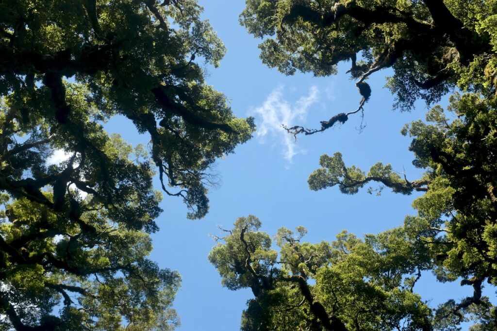 Tall native trees reaching skyward — established and enduring
