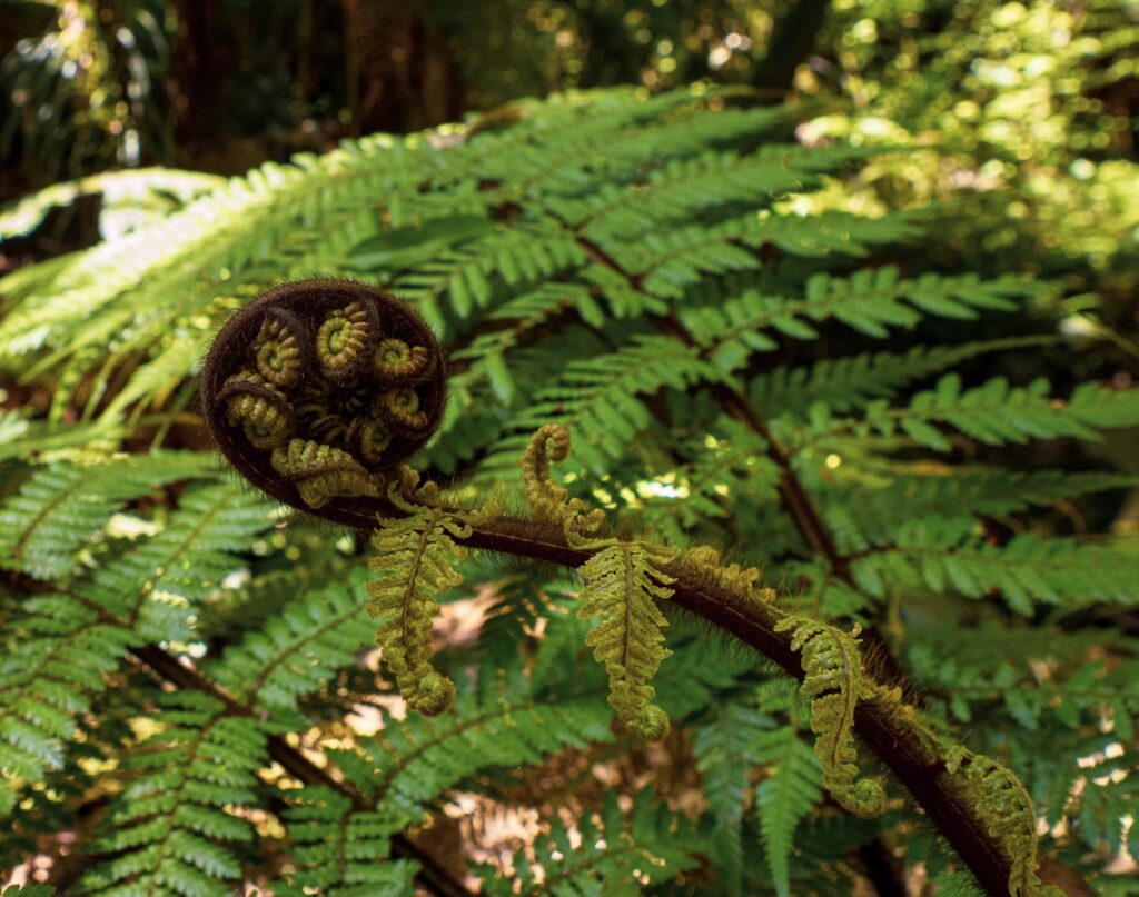 Native NZ fern frond unfurling — growth and new beginnings
